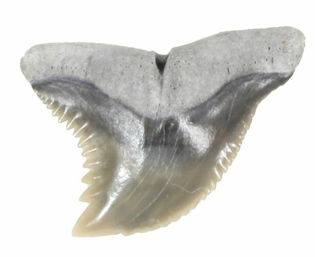 Fossil Hemipristis Shark Tooth - Maryland #42558